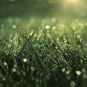 Garden Dew 20 л ПЭТ