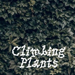 Climbing Plants 20 л ПЭТ